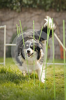 Tricolor border collie in agility slalom