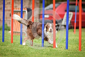 Tricolor border collie in agility slalom