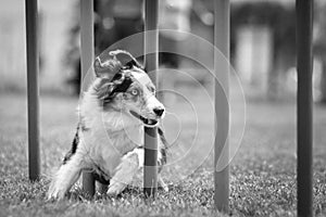 Tricolor border collie in agility slalom