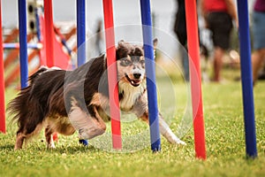 Tricolor border collie in agility slalom