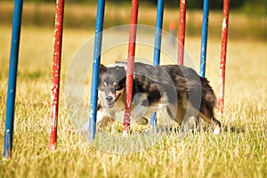 Tricolor border collie in agility slalom