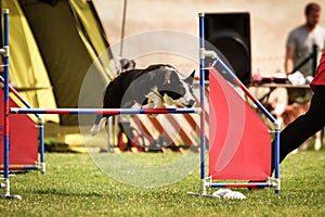 Tricolor border collie in agility tunel on Ratenice competition.