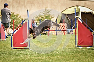 Tricolor border collie in agility tunel on Ratenice competition.