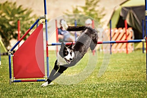 Tricolor border collie in agility tunel on Ratenice competition.