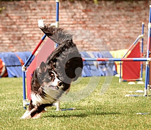 Tricolor border collie in agility tunel on Ratenice competition.