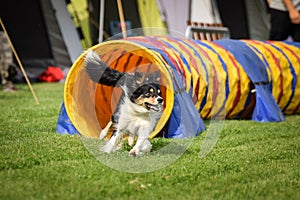 Tricolor border collie in agility tunel on Ratenice competition. It was competition only for large.