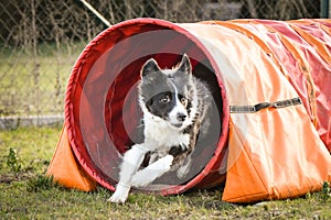 Tricolor border collie in agility tunel on Ratenice competition. It was competition only for large.