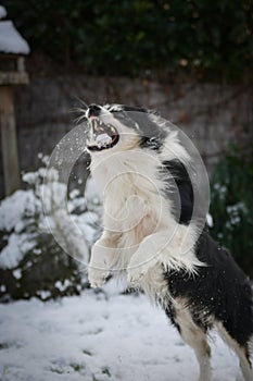 Tricolor border collie is catching snow