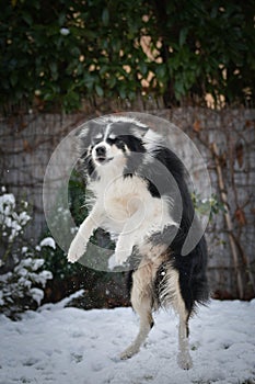 Tricolor border collie is catching snow