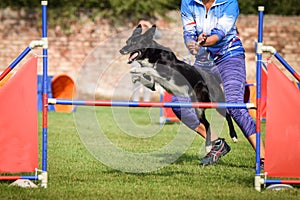 Tricolor border collie is jumping agility.