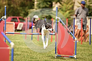Tricolor border collie is jumping over the hurdles.