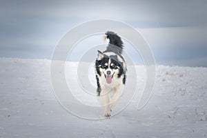 Tricolor border collie is running on the field in the snow