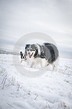 Tricolor border collie is running on the field in the snow
