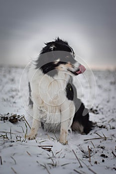 Tricolor border collie is sitting in the snow.