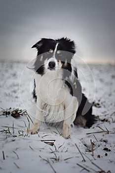 Tricolor border collie is sitting in snow