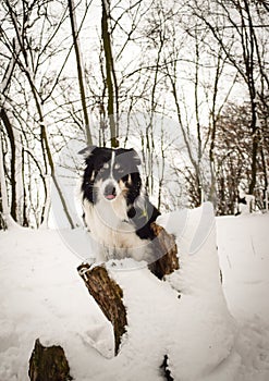 Tricolor border collie is sitting in the snow.