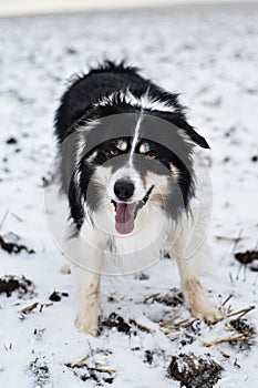 Tricolor border collie is standing on the field in the snow.