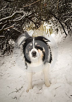 Tricolor border collie is standing in the snow.