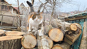 Tricolor cat on the background of a pile of firewood