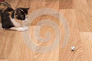 Tricolor cat.Cat playing with a ball