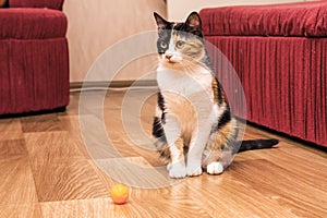 Tricolor cat.Cat playing with a ball