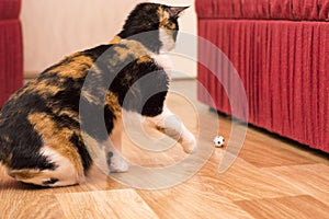 Tricolor cat.Cat playing with a ball