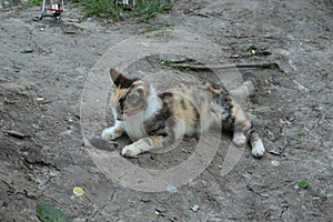 Tricolor cat caught a mouse and wants to eat it