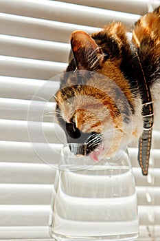 Tricolor cat drinks water from a transparent glass cup on a background of white rolls. a pet in a leather collar in the sun rays