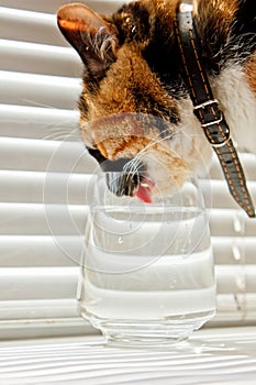 Tricolor cat drinks water from a transparent glass cup on a background of white rolls. a pet in a leather collar in the sun rays