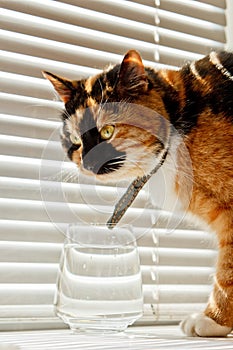 Tricolor cat drinks water from a transparent glass cup on a background of white rolls. a pet in a leather collar in the sun rays