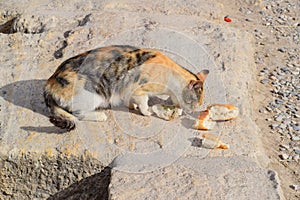 Tricolor cat eats bread on stone. Feeding a domestic cat