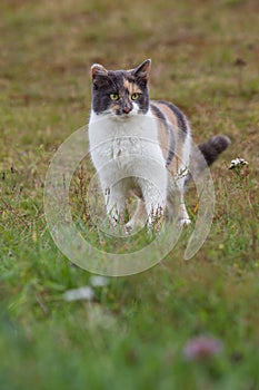 Tricolor cat on green grass in the vertical image