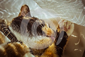 Tricolor cat licks herself on the windowsill. beige Curtains, white tulle, windows closed by roller shutters. closeup pet washes