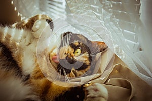 Tricolor cat licks herself on the windowsill. beige Curtains, white tulle, windows closed by roller shutters. closeup pet washes