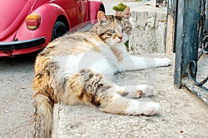 Tricolor cat looks green eyes lying on a concrete fence background red car