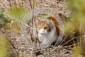 Tricolor cat lying on the ground on a background of plants