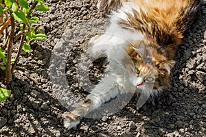 Tricolor cat lying on the ground in sunny day