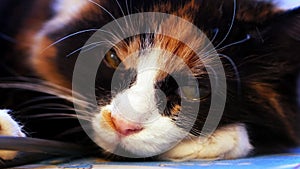 Tricolor cat muzzle close-up.