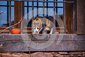 Tricolor cat in one of red cities of Spain Madriguera photo