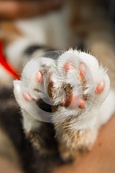 Tricolor cat`s paws closeup on blurred background. pads and claws macro
