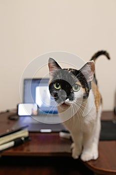 Tricolor cat screams standing on the desktop