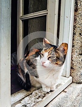 Tricolor cat siting on window and looking out the window and waiting. White wooden window is open