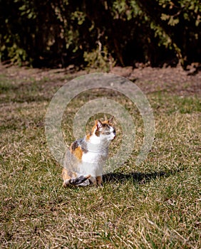 Tricolor cat sits on grass basking in sun