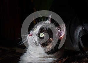 A tricolor cat sits near an alarm case and looks attentively to the side.