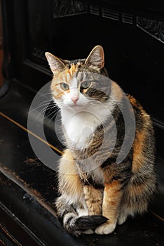 Tricolor cat sits on the piano photo