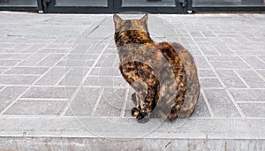 A tricolor cat sits on the sidewalk and looks away from the camera photo
