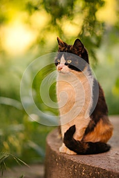 Tricolor cat sitting in a green garden, pet portrait in nature