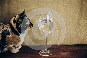 Tricolor cat sitting next to a glass of white wine on a rustic wooden brown background. rest, holiday, party. alcoholic drink