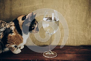 Tricolor cat sitting next to a glass of white wine on a rustic wooden brown background. rest, holiday, party. alcoholic drink