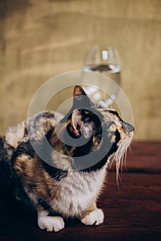 Tricolor cat sitting next to a glass of white wine on a rustic wooden brown background. rest, holiday, party. alcoholic drink